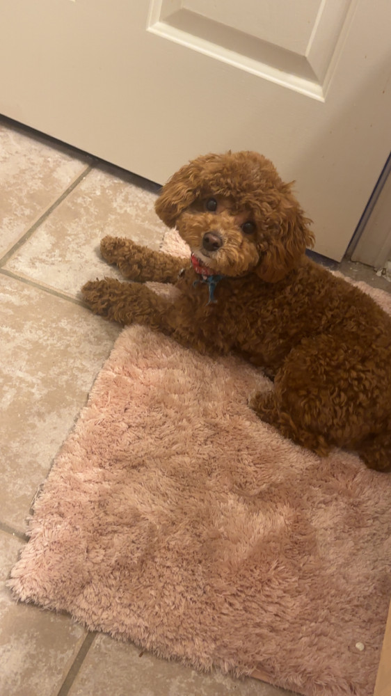 Lost Male Dog (Golden brown, Toy poodle)