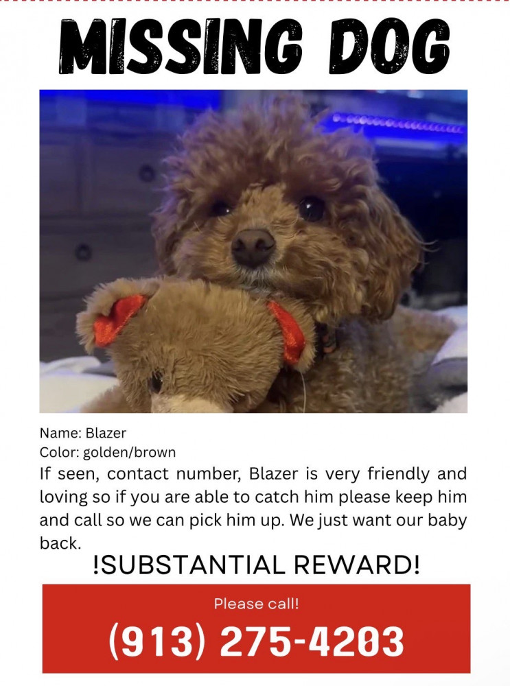 Lost Male Dog (Golden brown, Toy poodle)