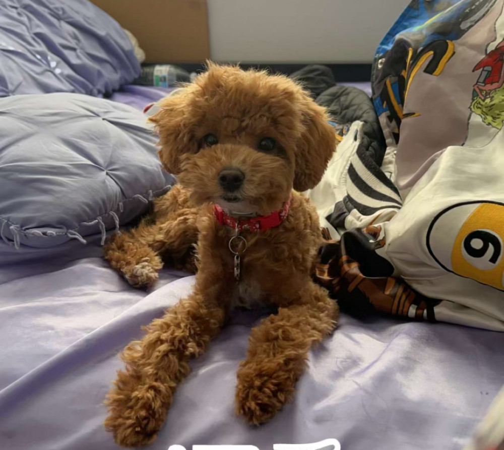 Lost Male Dog (Golden brown, Toy poodle)