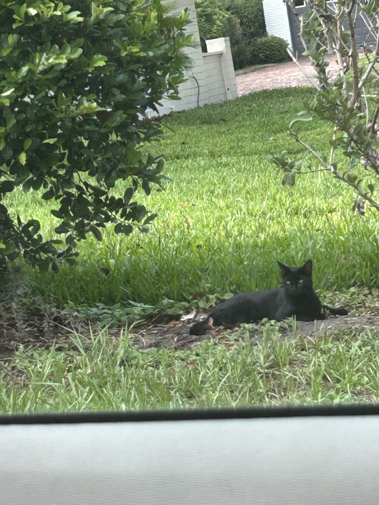 Lost Female Cat (Black, Black)