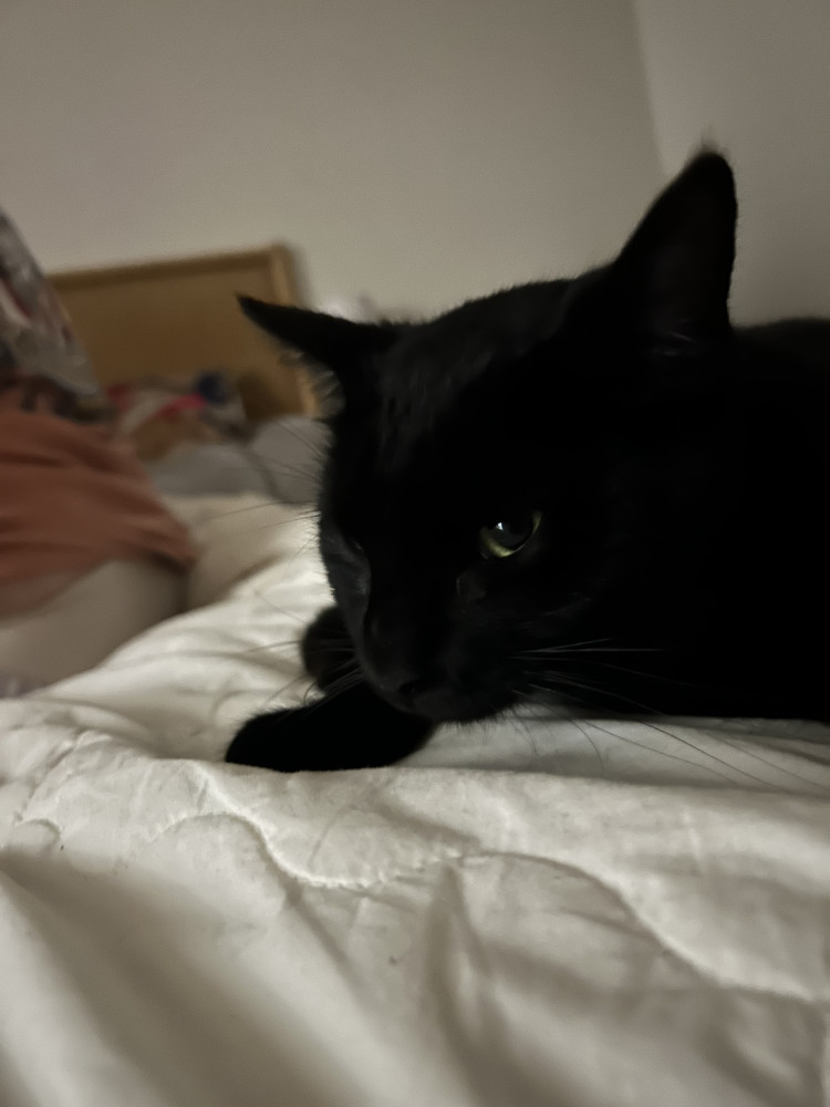 Lost Female Cat (Black, Black)
