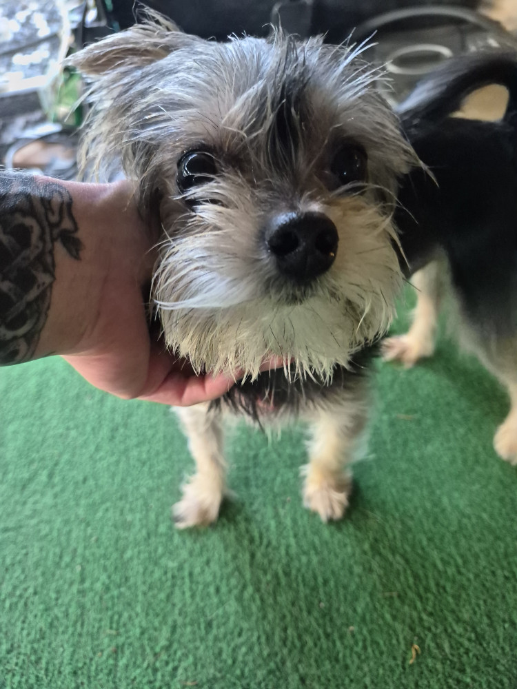 Reunited Male Dog (Black/brown, Mix)