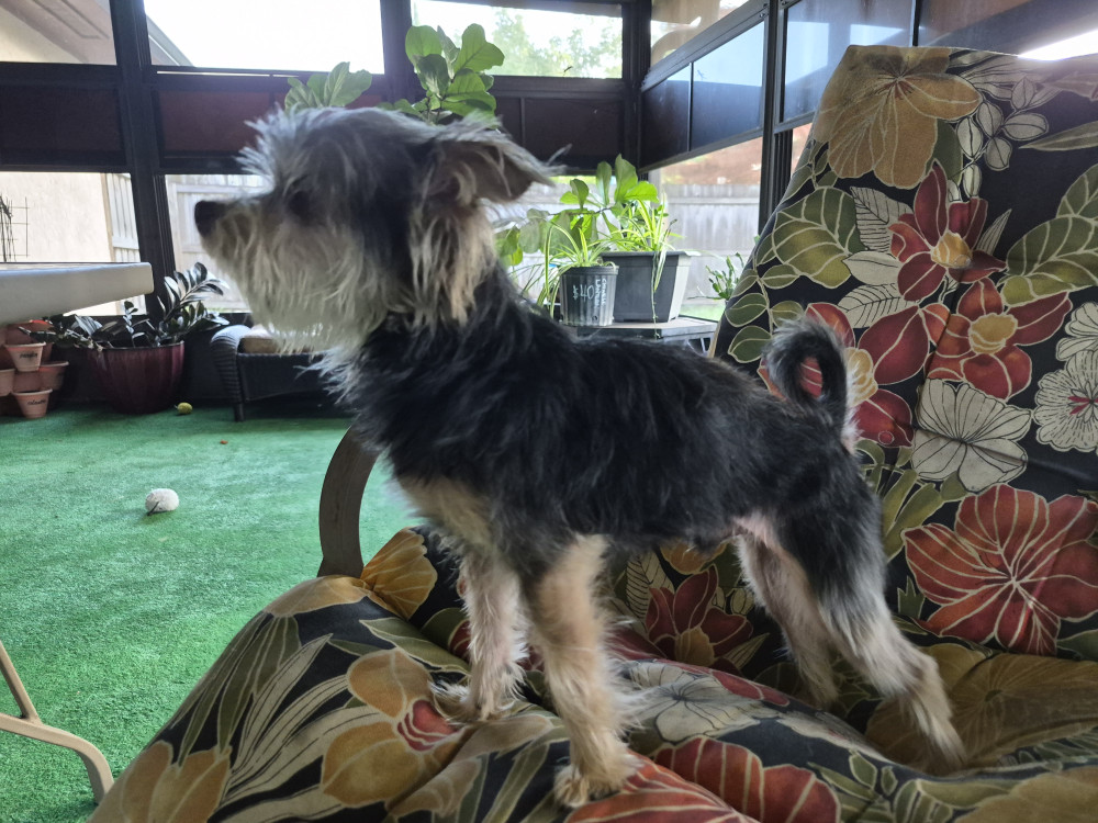 Reunited Male Dog (Black/brown, Mix)