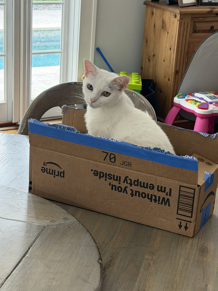 Lost Female Cat (White, Khao Manee)