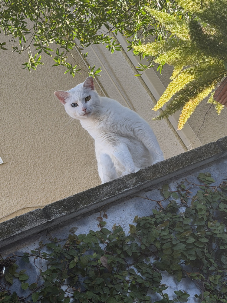 Lost Female Cat (White, Khao Manee)