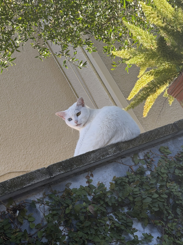 Lost Female Cat (White, Khao Manee)