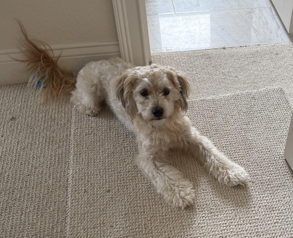 Reunited Male Dog (Cream, Mix)