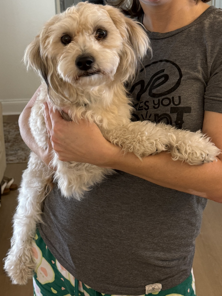 Reunited Male Dog (Cream, Mix)