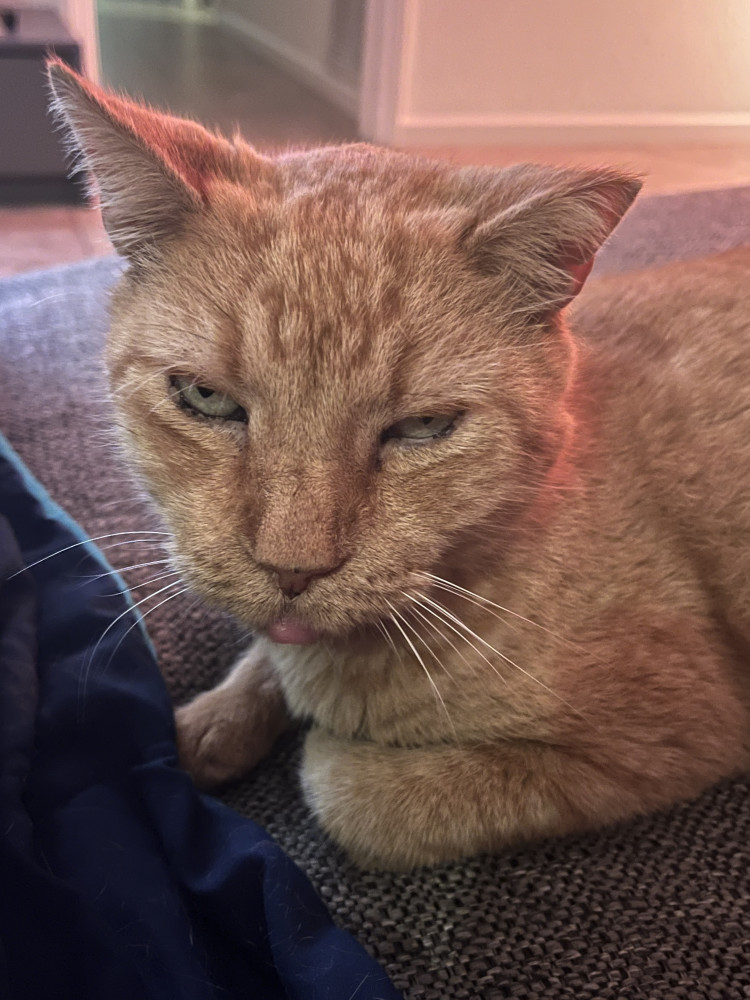 Lost Male Cat (Orange, Short hair)