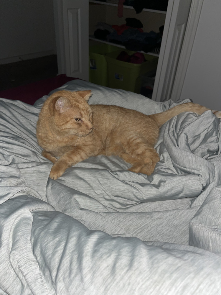 Lost Male Cat (Orange, Short hair)