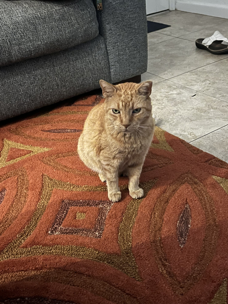 Lost Male Cat (Orange, Short hair)