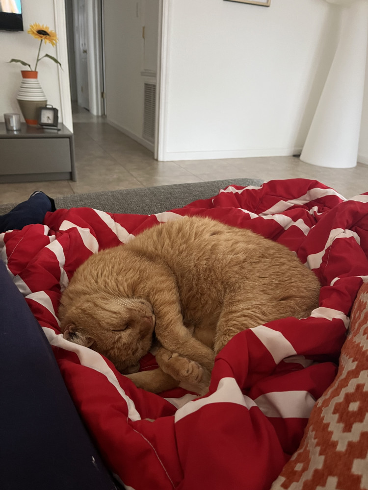 Lost Male Cat (Orange, Short hair)
