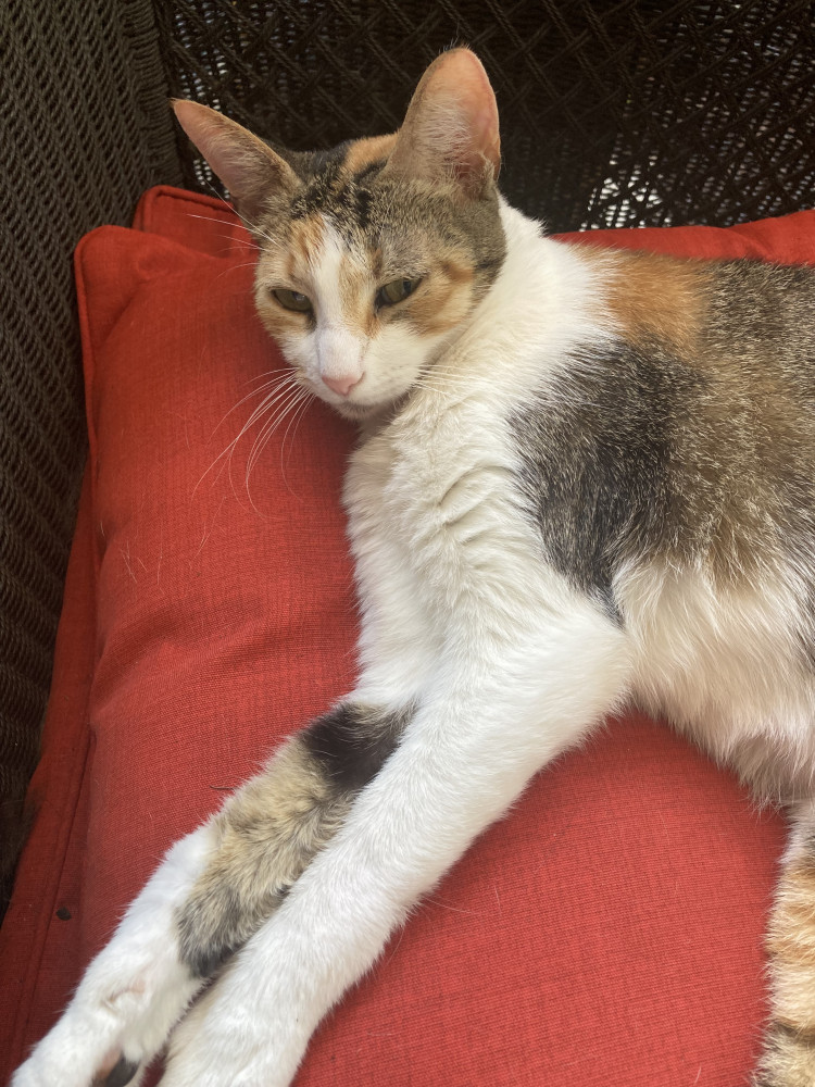 Lost Female Cat (Calico colors (white, gray, orange), Cat)