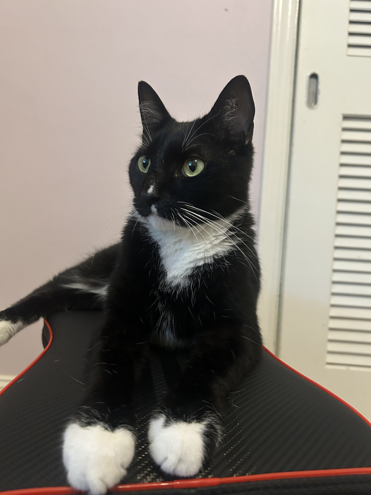 Lost Male Cat (Black and white, Shorthair cat)