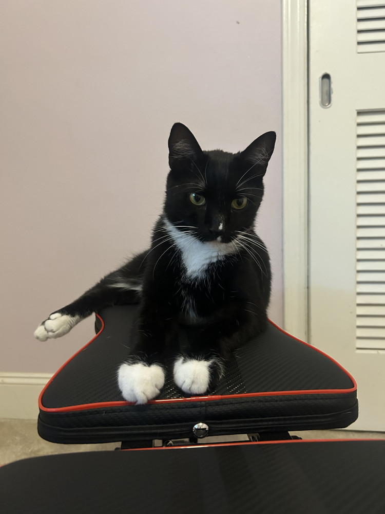 Lost Male Cat (Black and white, Shorthair cat)