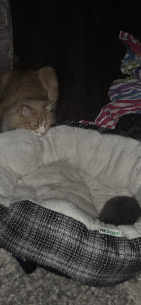 Lost Male Cat (Orange/Yellow and White, Um tabbie?)