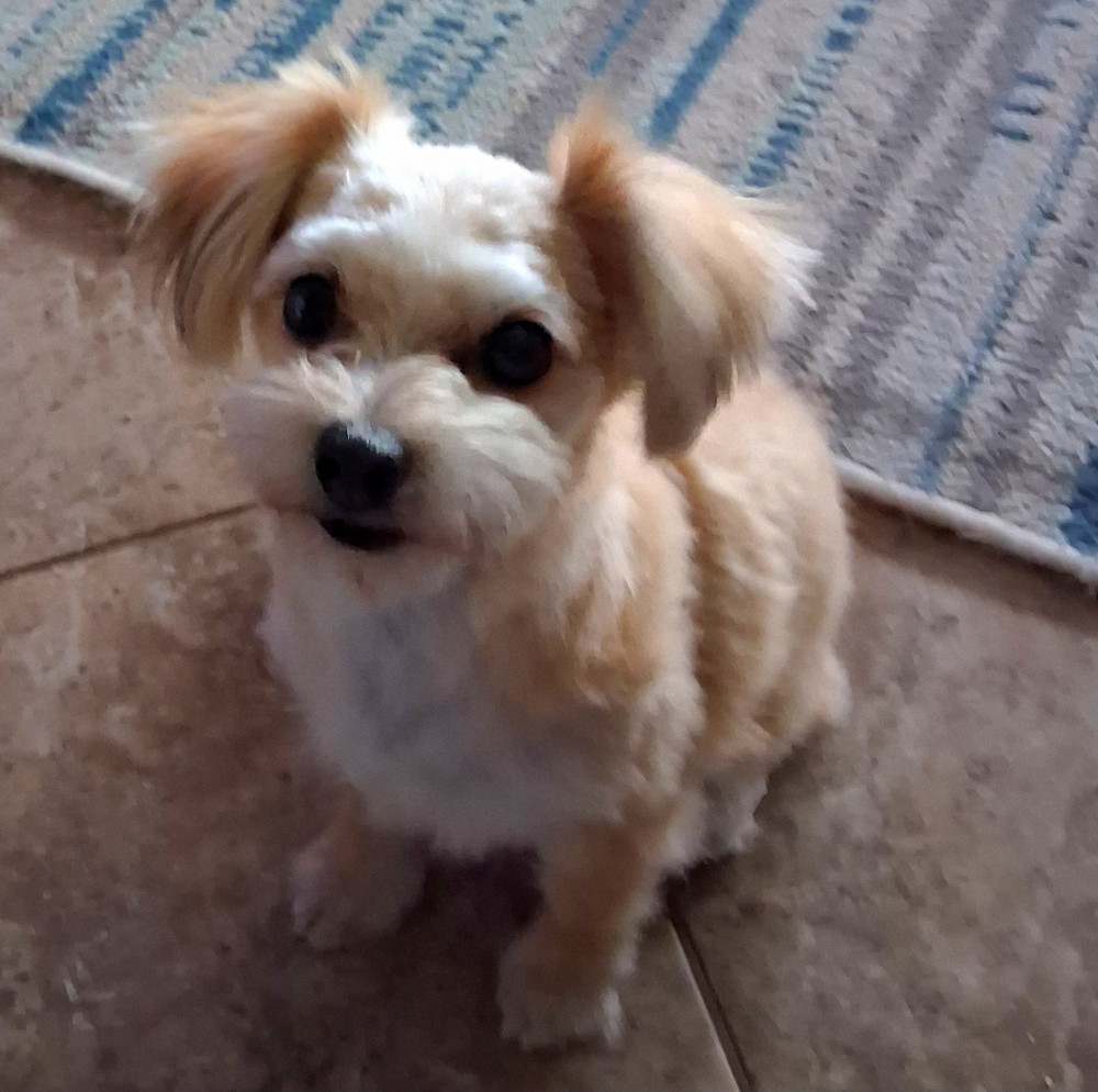Reunited Male Dog (White and tan, Mix)