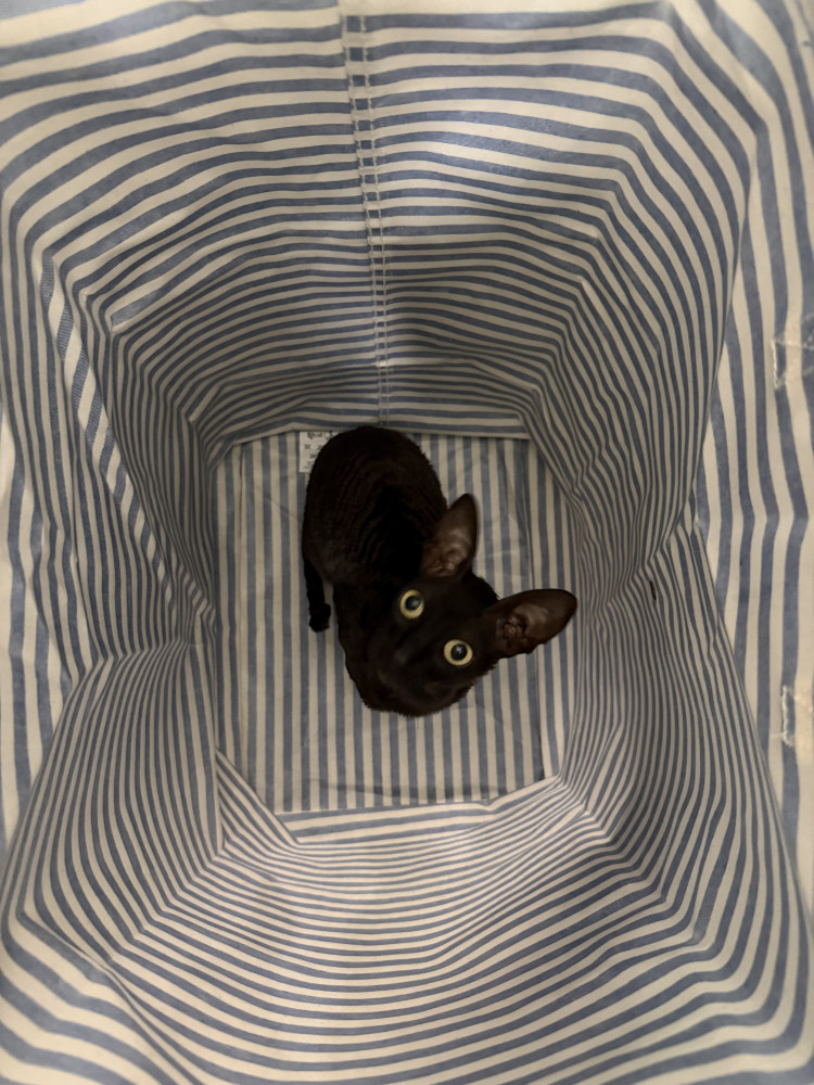 Lost Male Cat (Black/Dark Brown, Cornish Rex)