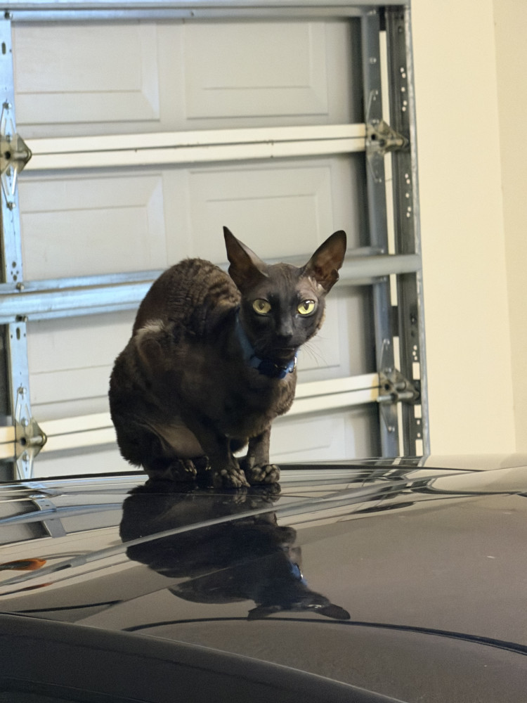 Lost Male Cat (Black/Dark Brown, Cornish Rex)