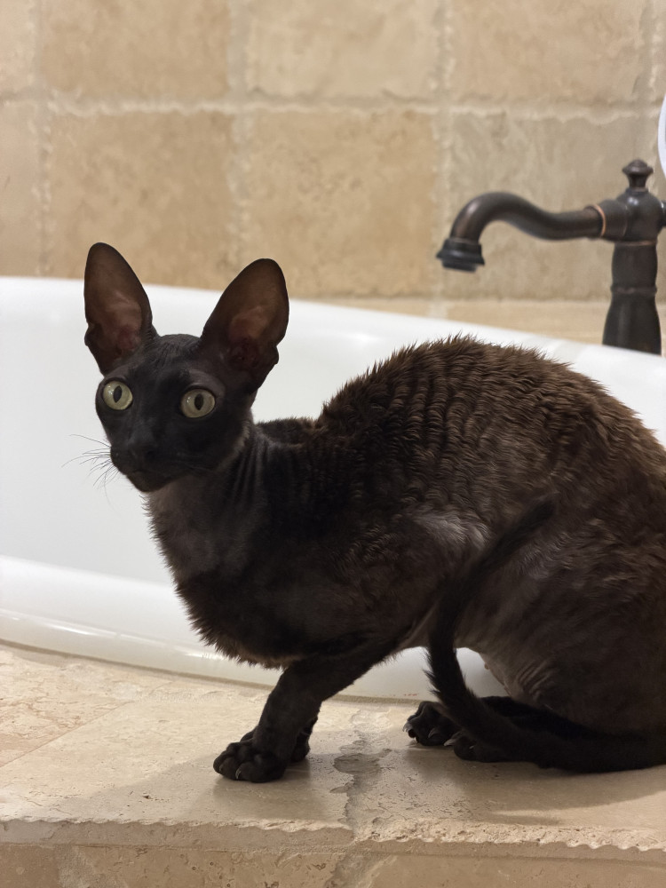 Lost Male Cat (Black/Dark Brown, Cornish Rex)
