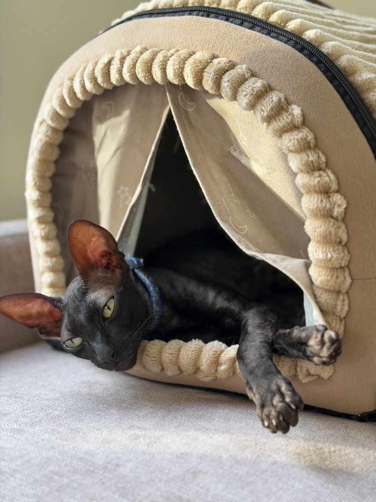 Lost Male Cat (Black/Dark Brown, Cornish Rex)