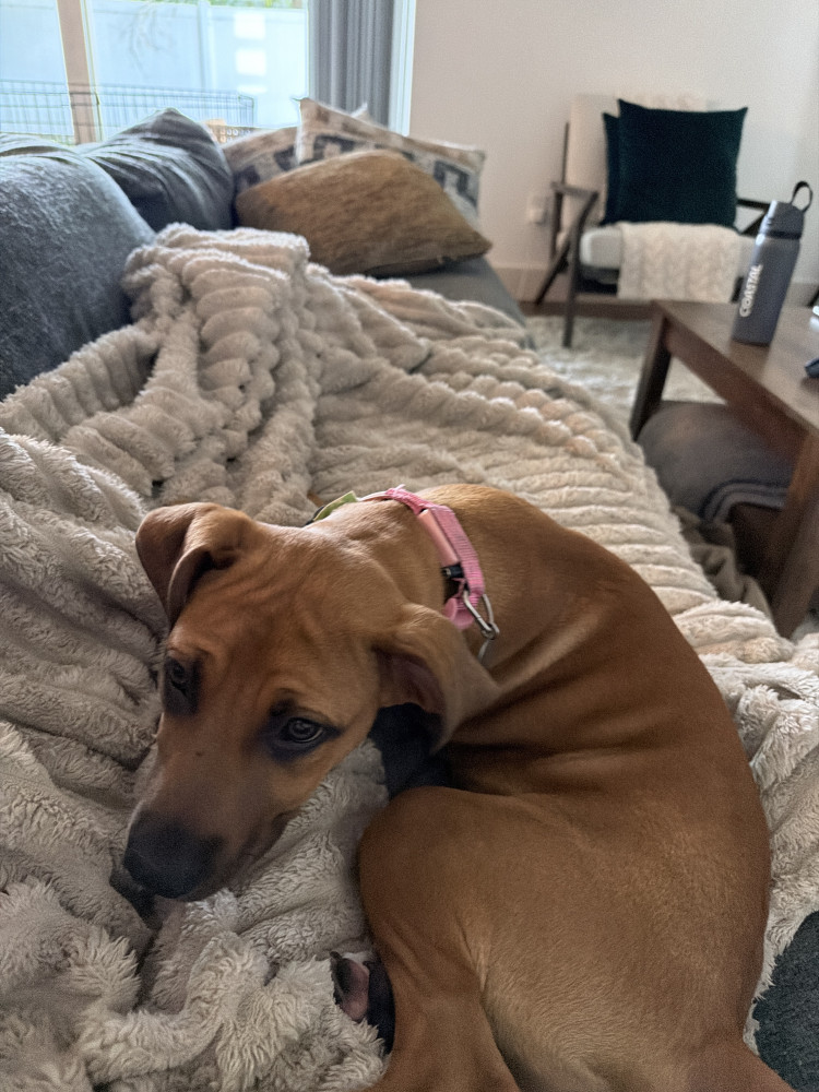 Found Female Dog (Brown, Unknown puppy)