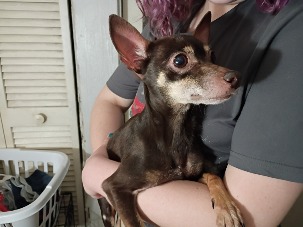 Found Female Dog (Dark brown and beige, Chihuahua)