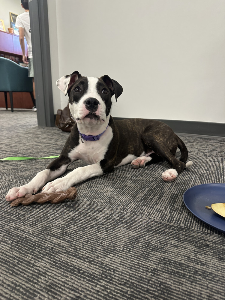 Found Female Dog (White & black, Boxer / Pitbull ?)