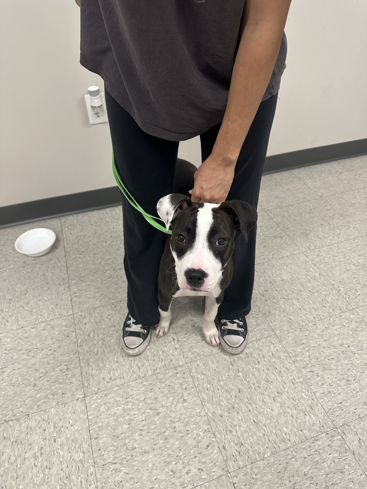 Found Female Dog (White & black, Boxer / Pitbull ?)