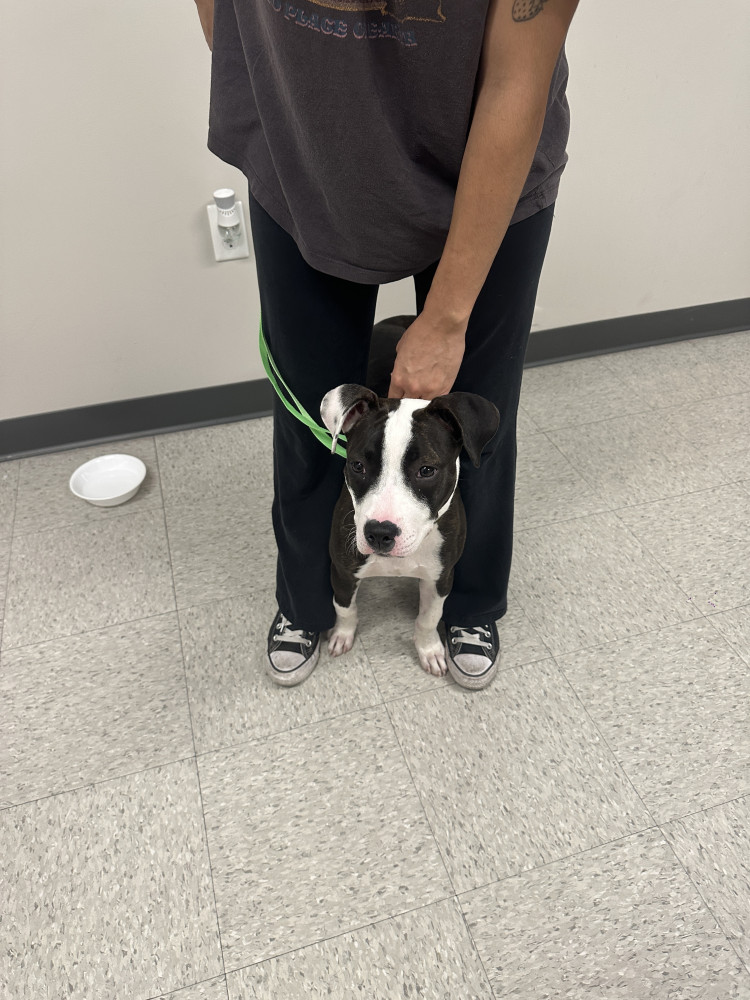 Found Female Dog (White & black, Boxer / Pitbull ?)