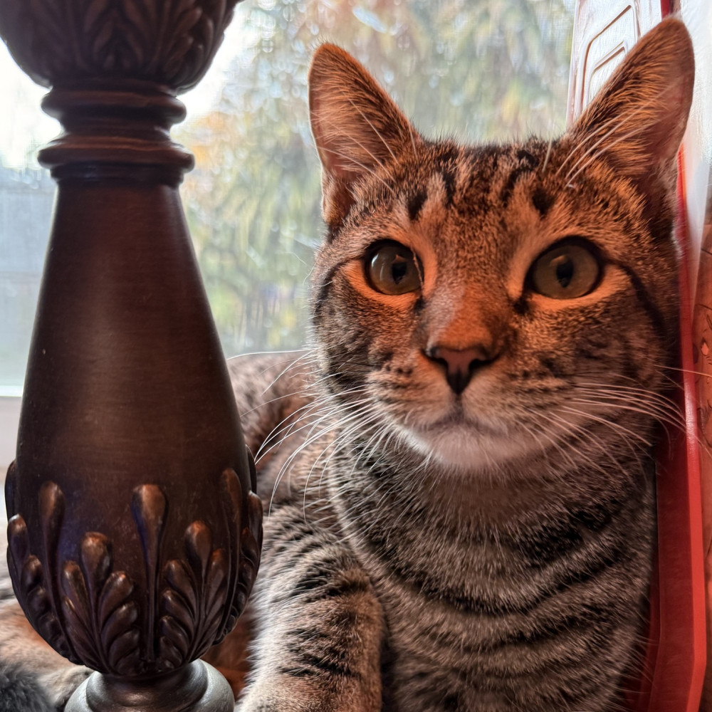 Lost Male Cat (Brown Tabby, DSH)