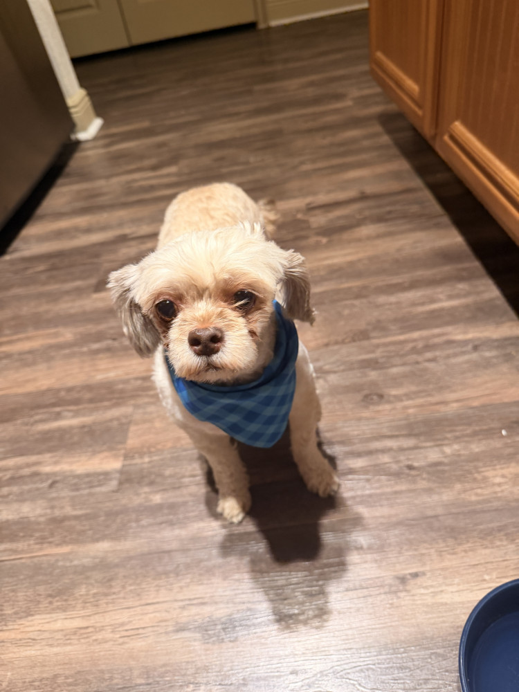 Found Female Dog (Beige/white, Unknown)