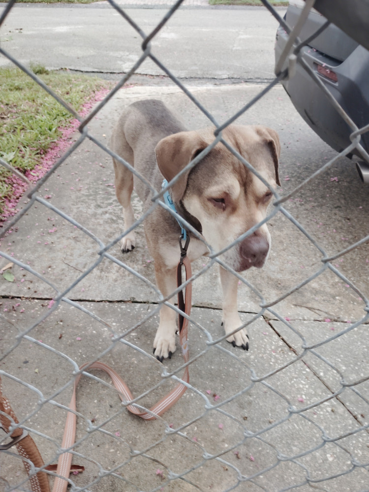 Reunited Male Dog (Tan/grey, Mixed)