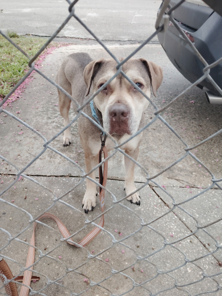Reunited Male Dog (Tan/grey, Mixed)