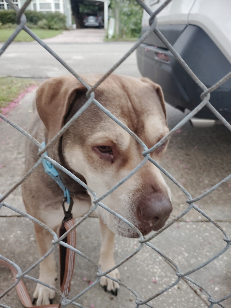 Reunited Male Dog (Tan/grey, Mixed)