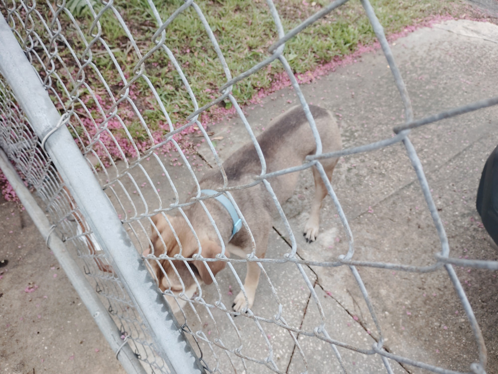 Reunited Male Dog (Tan/grey, Mixed)