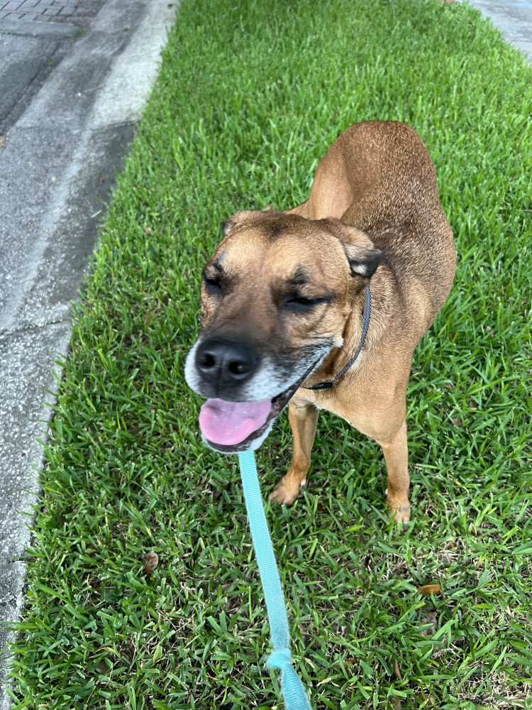 Reunited Female Dog (Tan, Mix)