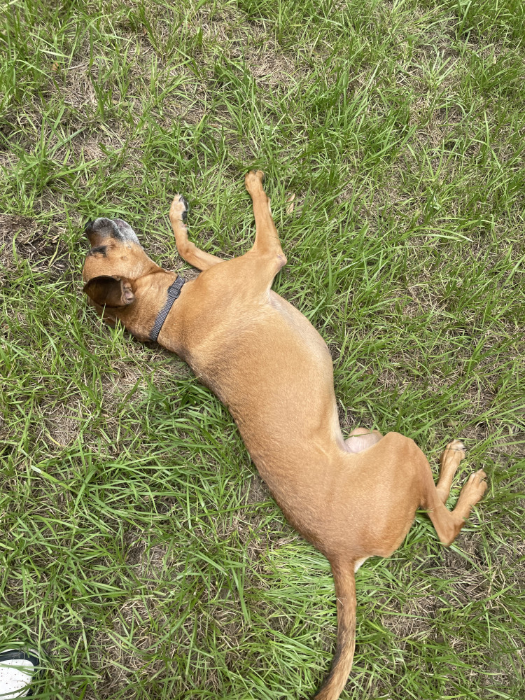 Lost Female Dog (Dark brown, Rhodesian Ridgeback)