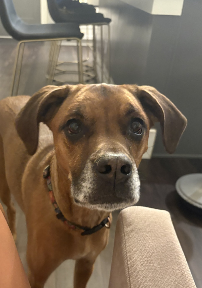 Lost Female Dog (Dark brown, Rhodesian Ridgeback)