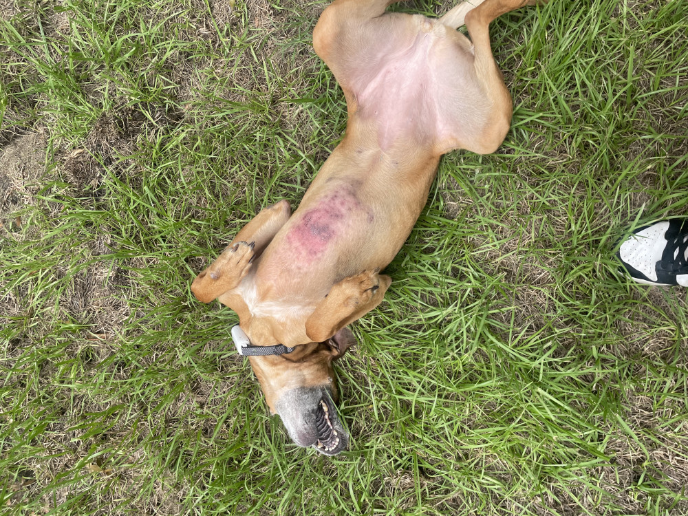Lost Female Dog (Dark brown, Rhodesian Ridgeback)