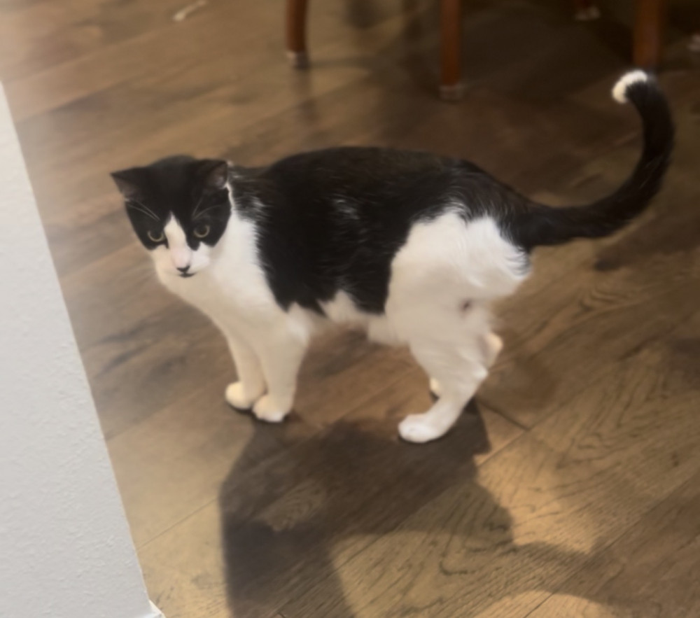 Lost Male Cat (Black and White, Domestic Shorthair)