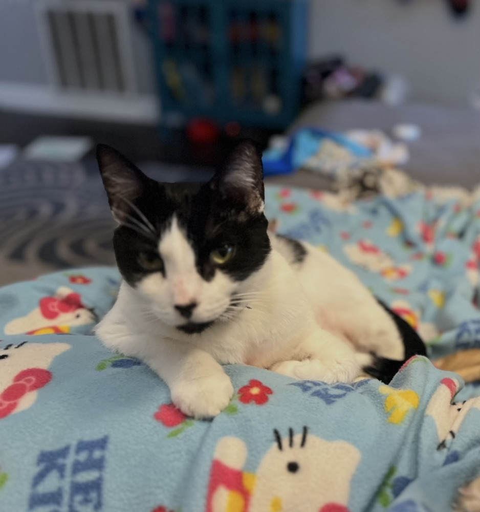 Lost Male Cat (Black and White, Domestic Shorthair)