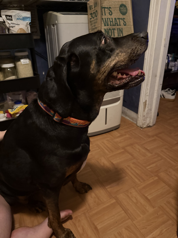 Reunited Female Dog (Black and Brown, Hound)