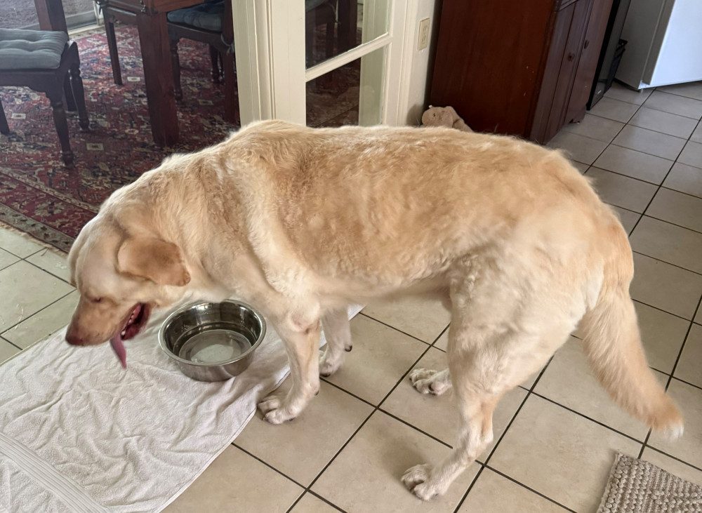 Found Male Dog (white, lab mix)