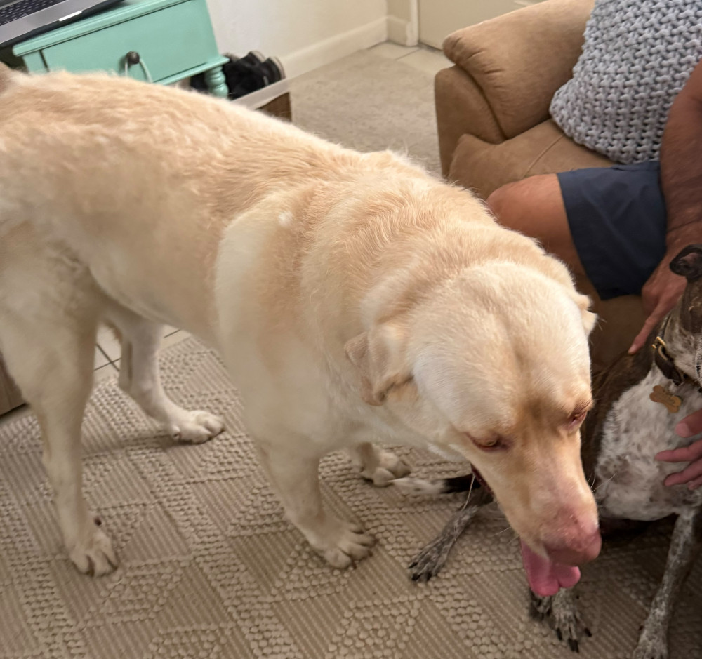 Found Male Dog (white, lab mix)