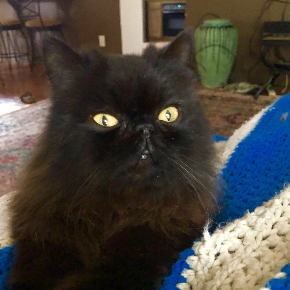 Lost Male Cat (Black, Persian)
