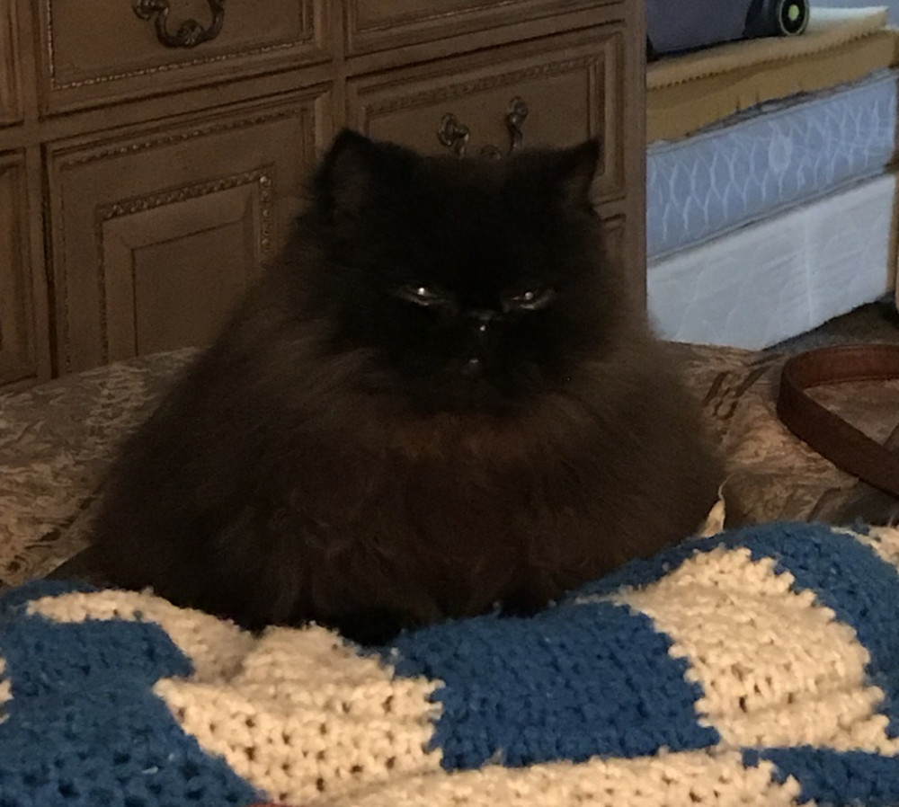 Lost Male Cat (Black, Persian)