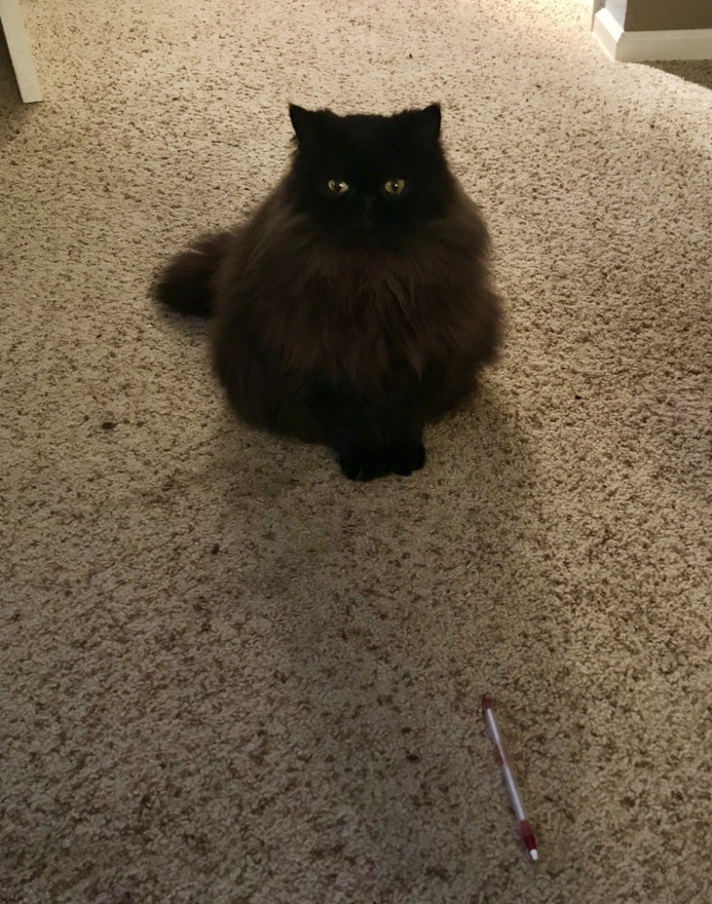 Lost Male Cat (Black, Persian)