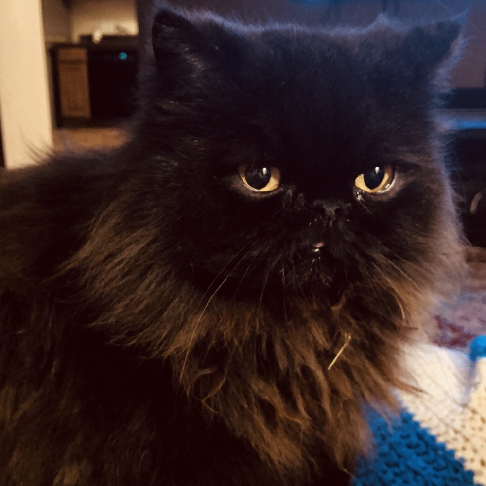 Lost Male Cat (Black, Persian)