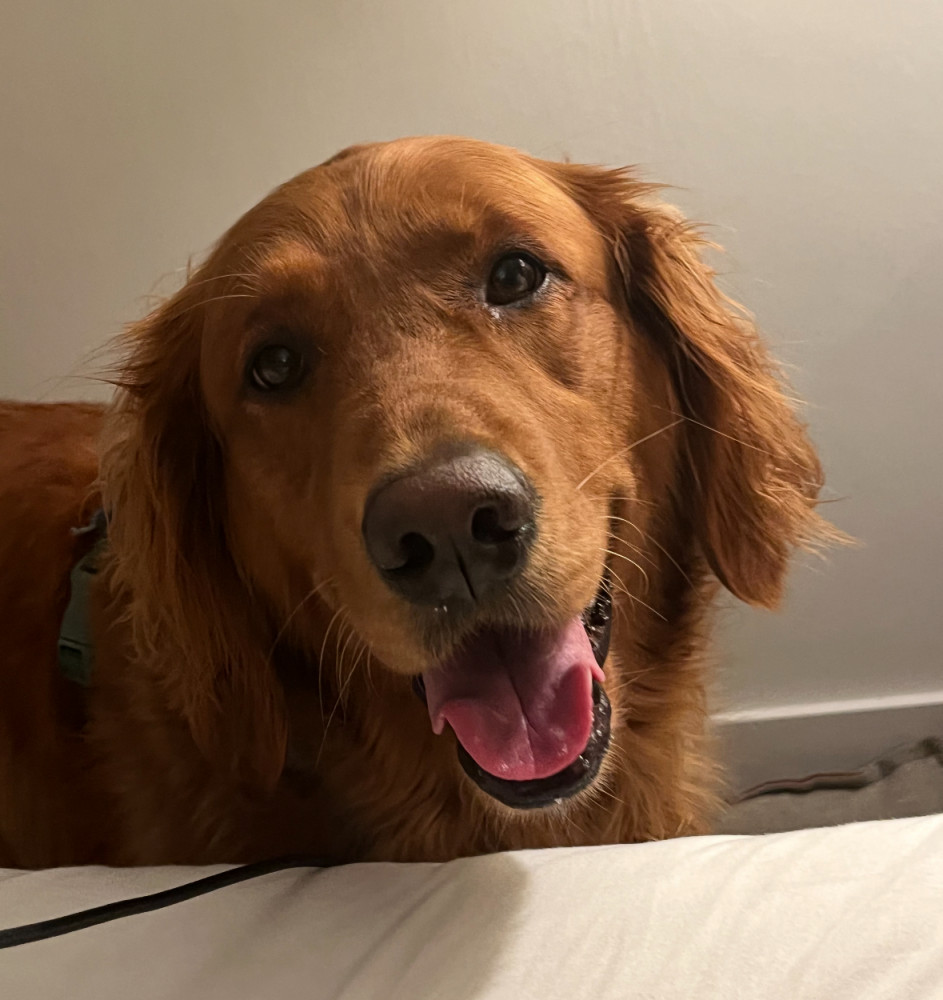 Lost Female Dog (Red, Golden Retriever)
